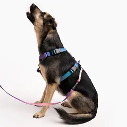 Stay-on guard harness "Sleepy dogs" - Master