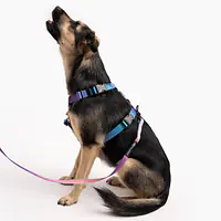 Stay-on guard harness "Psychedelic" - Master