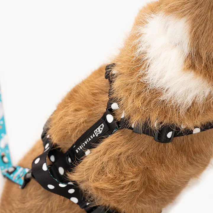 Stay-on pressure-free harness "Adopt the dot"  - Master