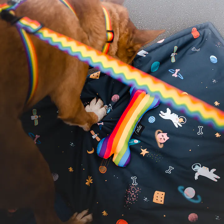 "Love, Equality, Teethers" leash with a shock absorber - Master