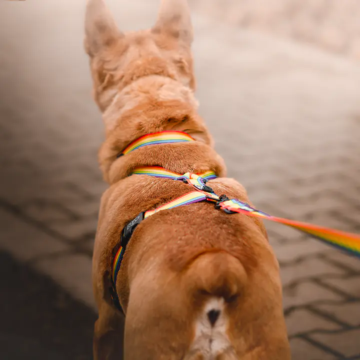 "Love, Equality, Teethers" leash with a shock absorber - Master
