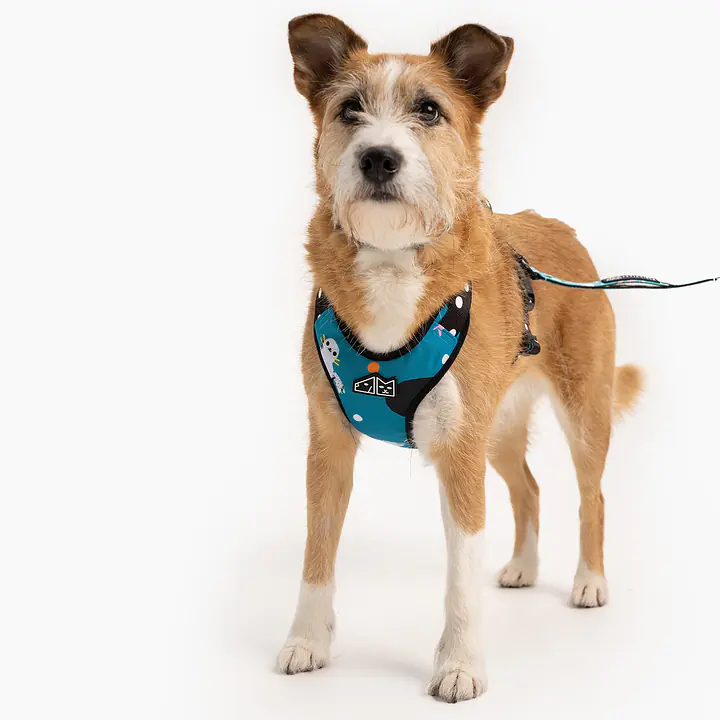 Szelki bezuciskowe dla psa lub kota "Łot de fok?" - Master