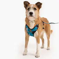 Szelki bezuciskowe dla psa lub kota "Łot de fok?" - Master