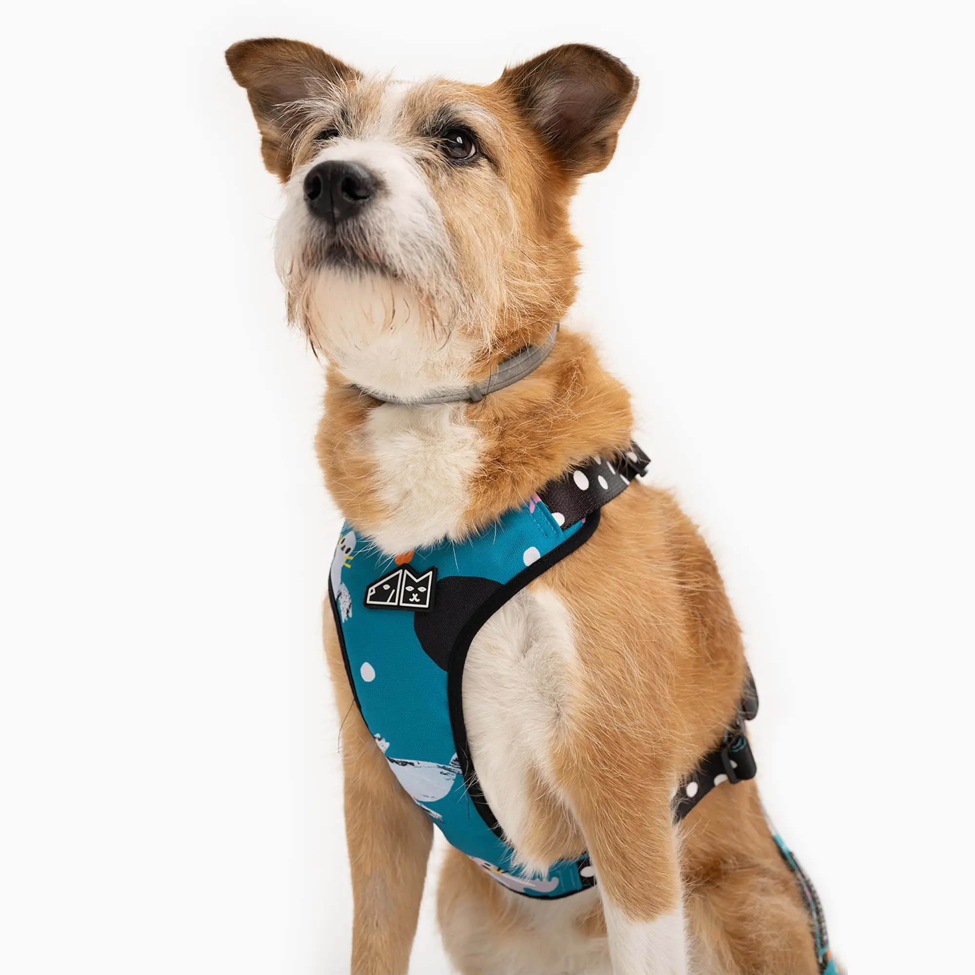 Szelki bezuciskowe dla psa lub kota "Łot de fok?" - Master