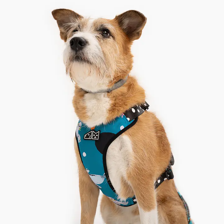 Szelki bezuciskowe dla psa lub kota "Łot de fok?" - Master