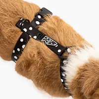 Szelki dla psa lub kota typu guard "Psygarnij kropka" - Master