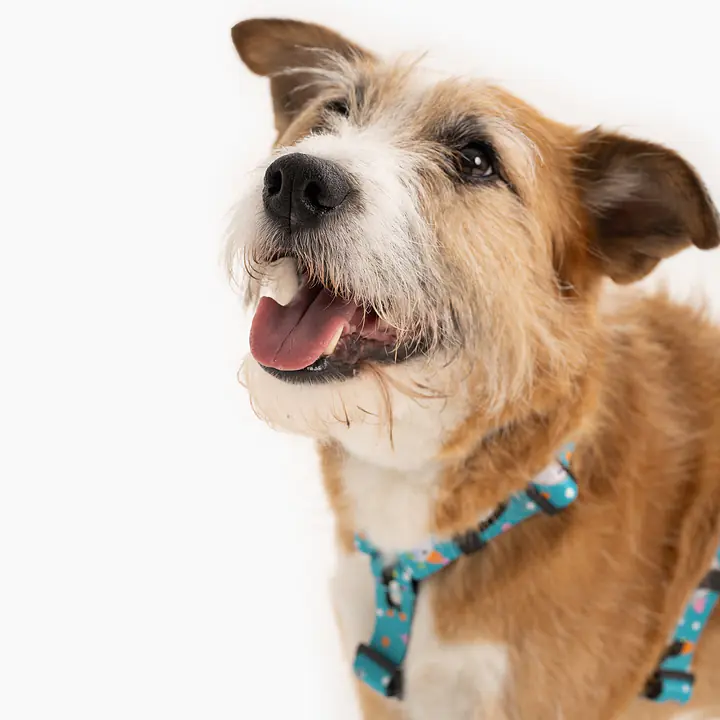 Szelki dla psa lub kota typu guard "Łot de fok?" - Master