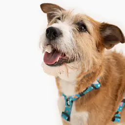 Szelki dla psa lub kota typu guard "Łot de fok?" - Master