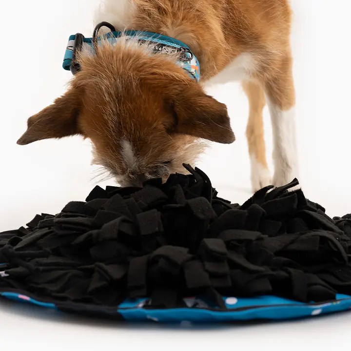 Portable Snuffle mat 3 in 1 "What does the seal say?"  - Master