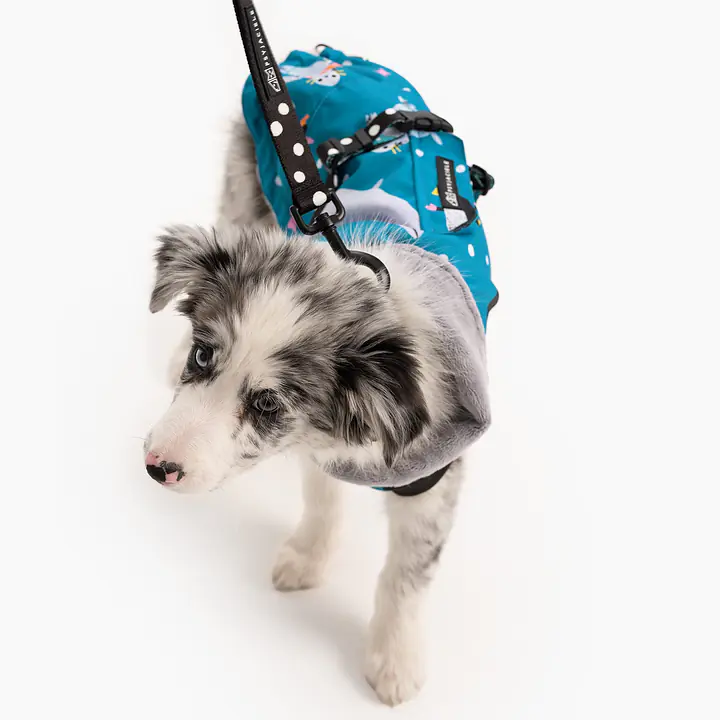 Dog jacket  "What does the seal say?" - Master