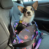 Bag 3in1 "Doggy style" - Master