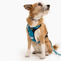 Stay-on pressure-free harness "What does the seal say?" - Master