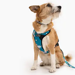 Szelki bezuciskowe Stay on "Łot de fok?" - Master