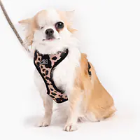 Stay-on pressure-free harness "Respect the wildness" full - Master