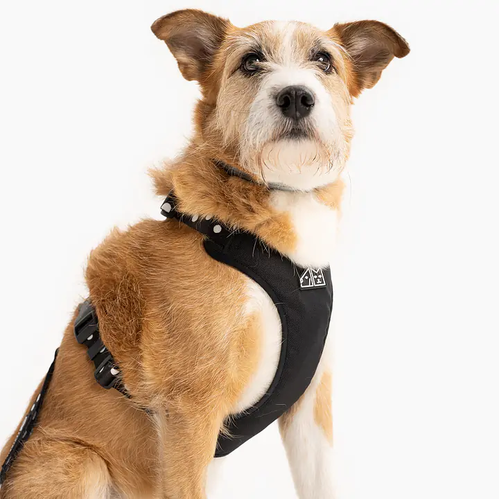 "Adopt the dot" pressure-free harness - Master