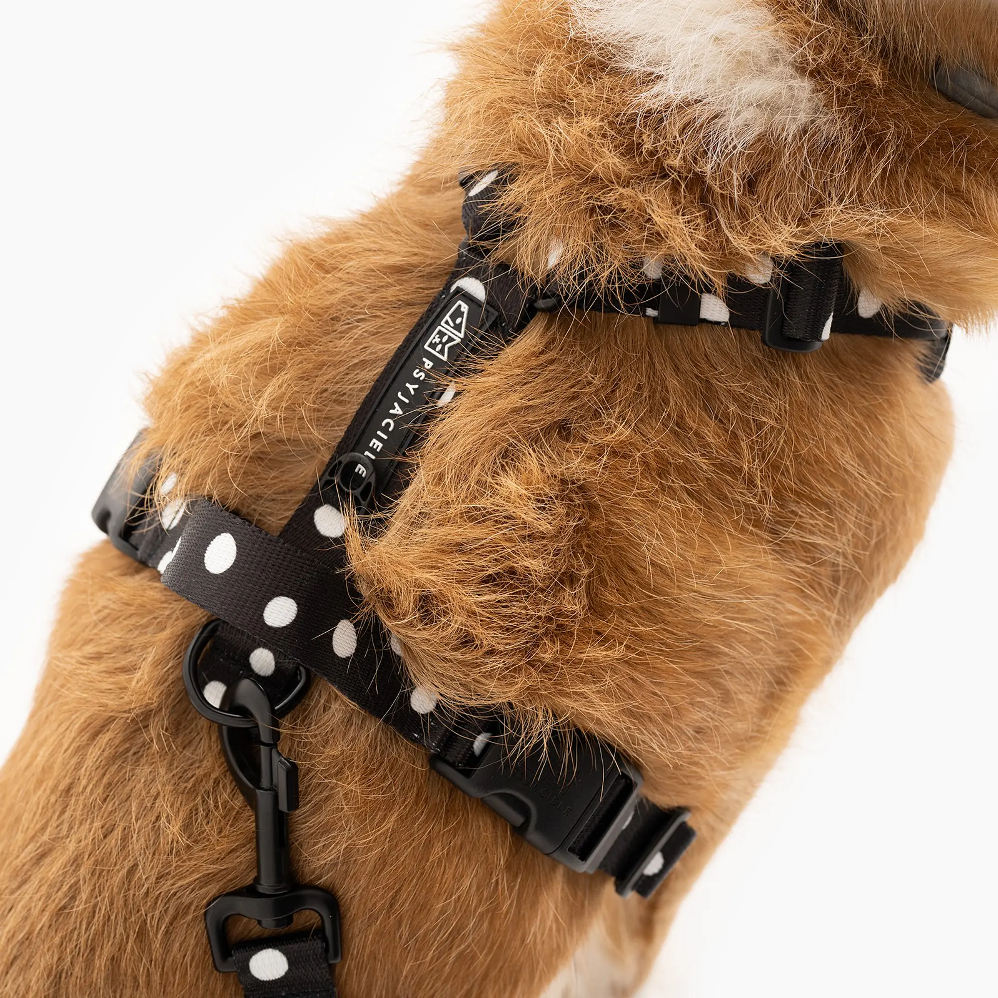 "Adopt the dot" pressure-free harness - Master