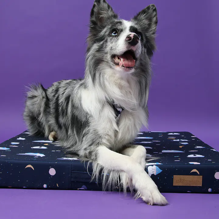 Legowisko ortopedyczne materac dla psa lub kota "Miś Polargol" - Master