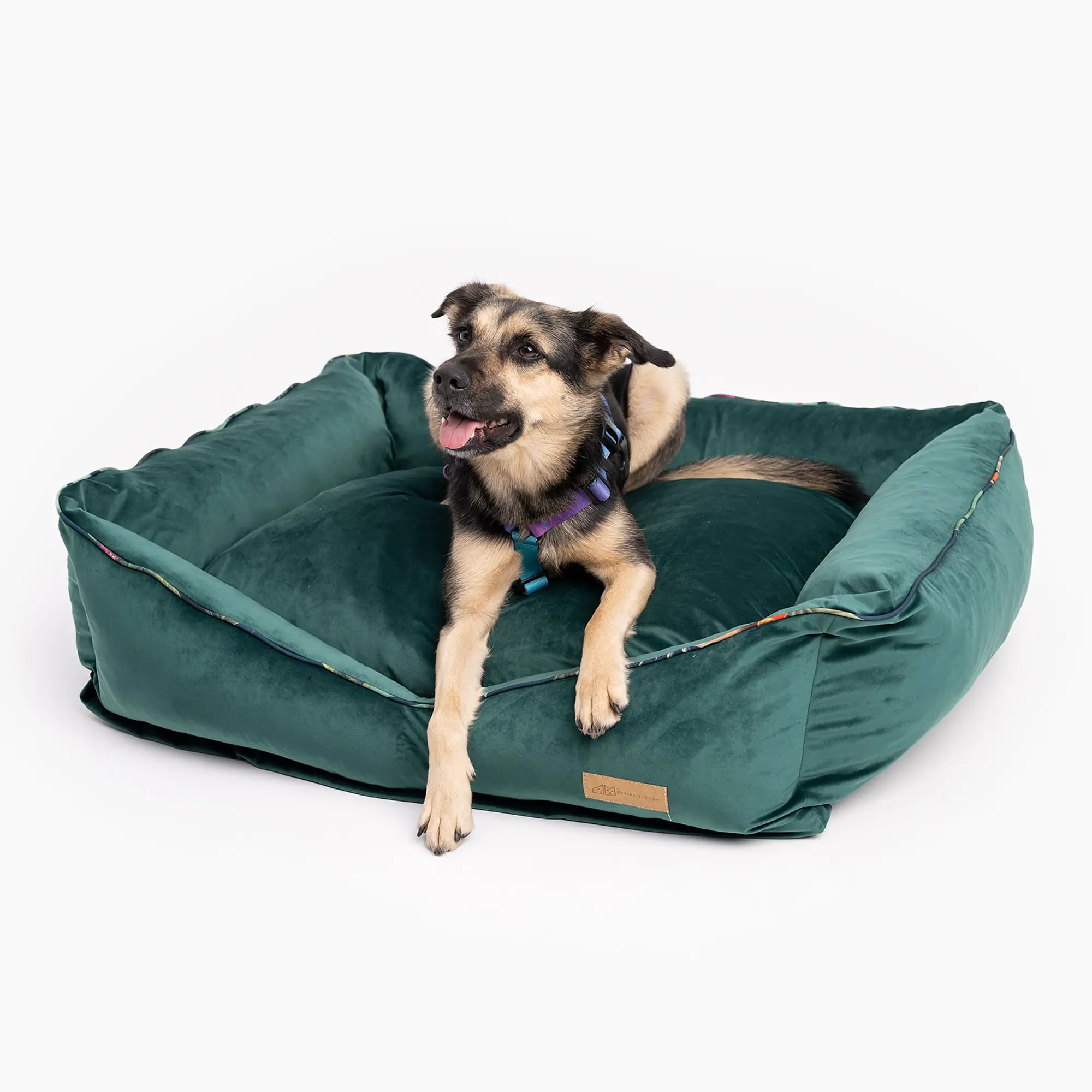 Velvet couch "Dogollage'' - Master