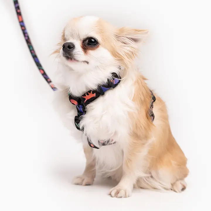 Szelki dla psa lub kota typu guard "Psychodelia" - Master