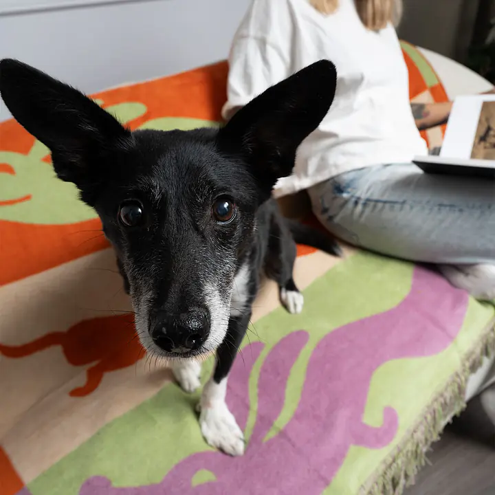 Koc "Hot Dog Highway" - Master