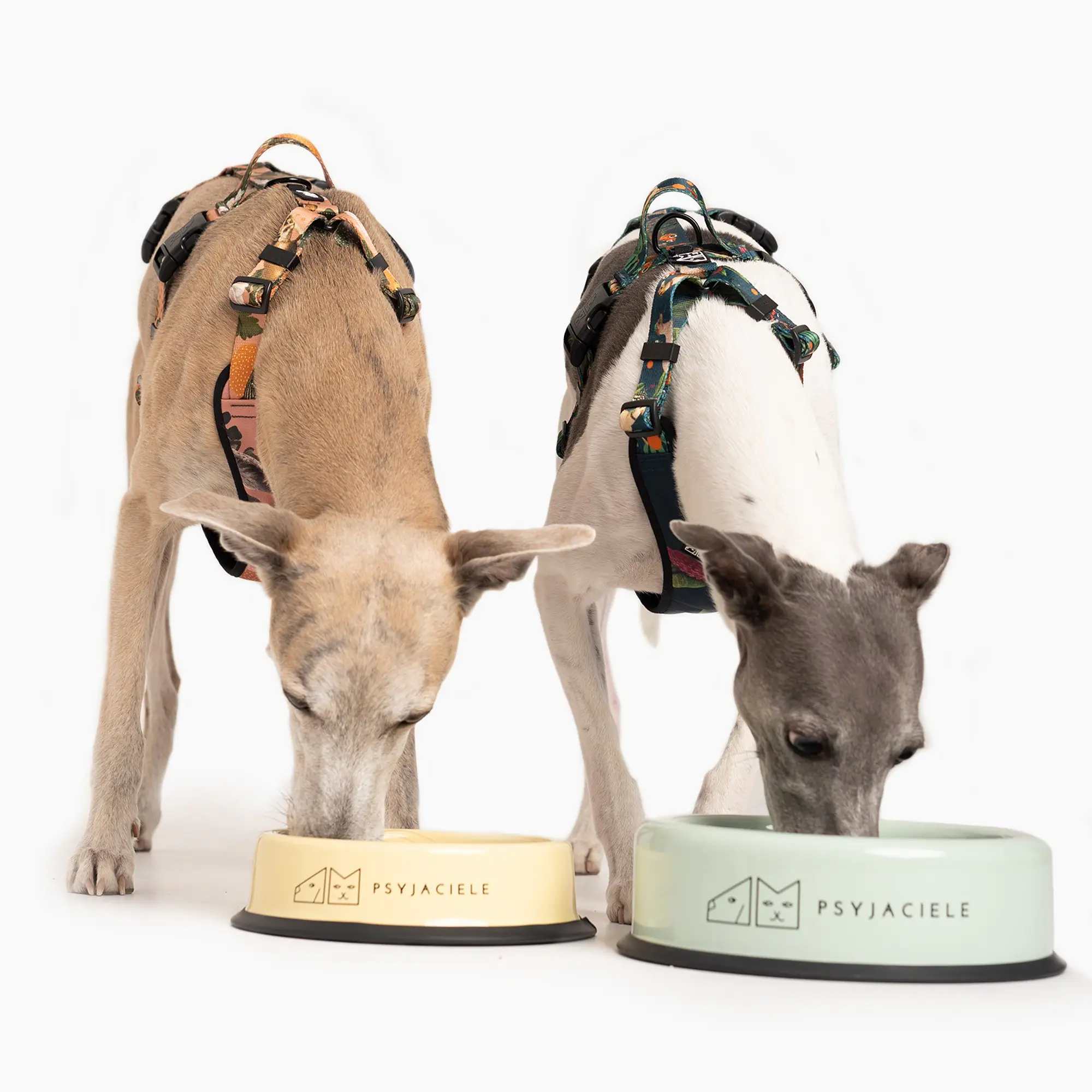 Bowl "Dej, dej, dej" big - Master