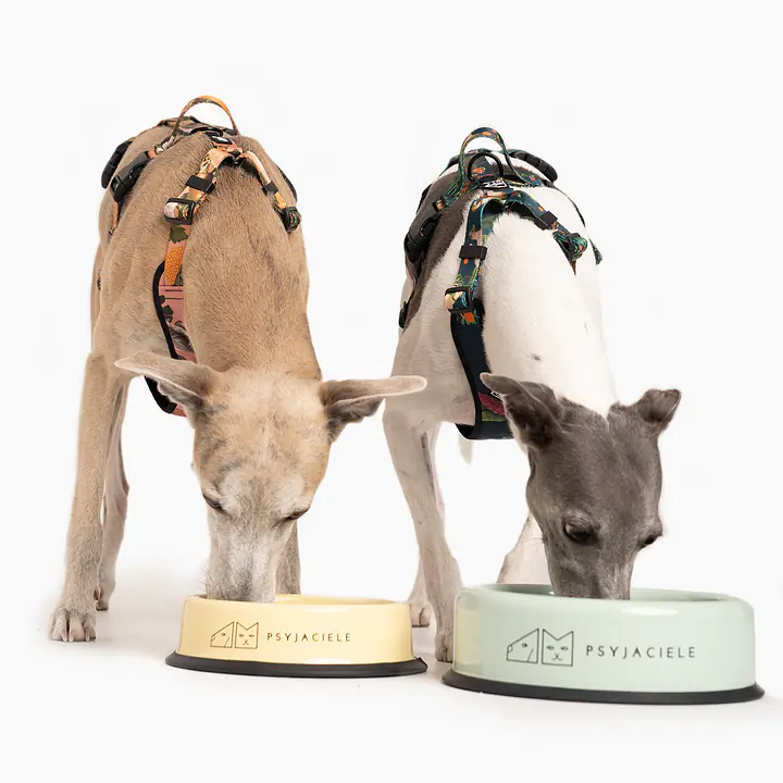 Bowl "Dej, dej, dej" big - Master