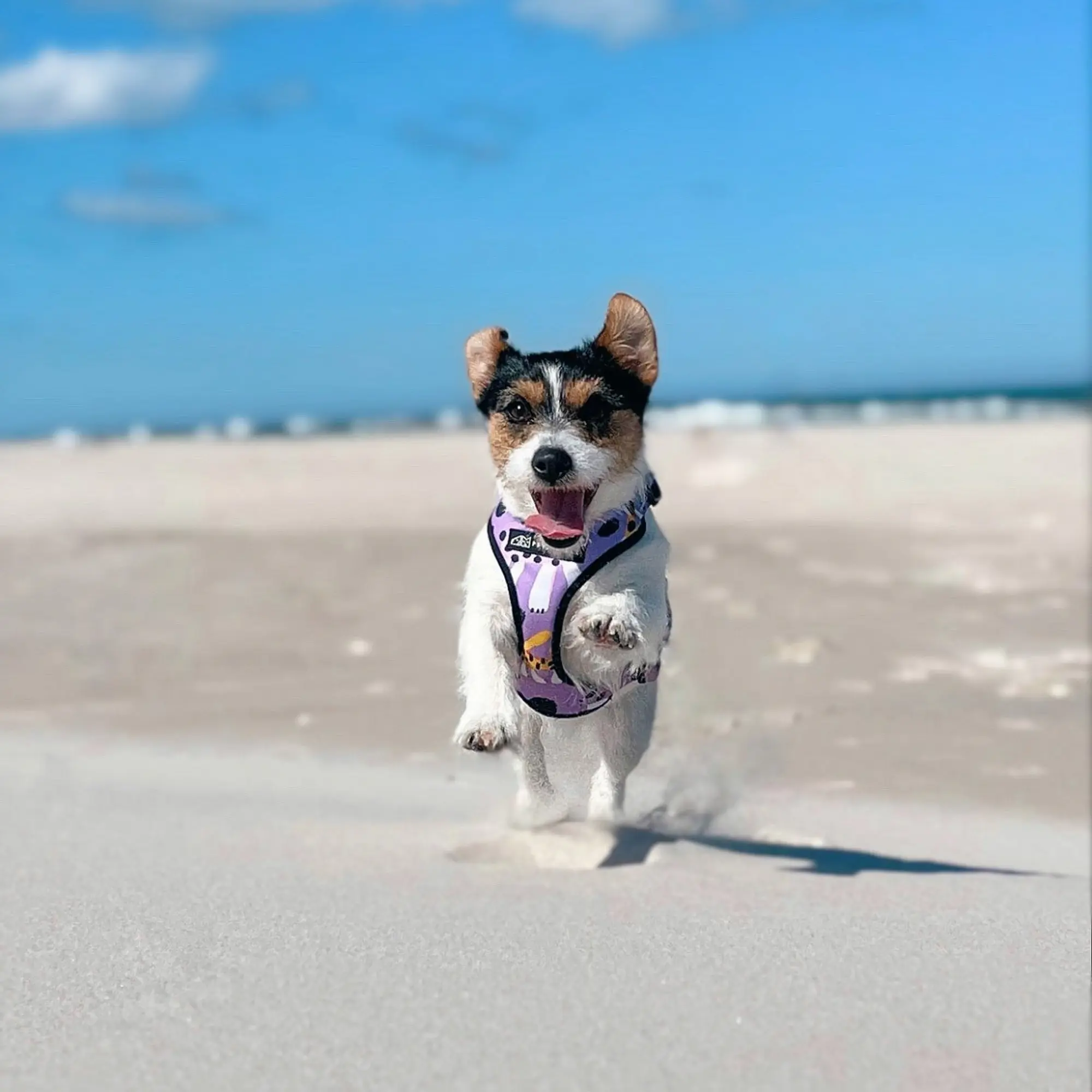 Szelki bezuciskowe dla psa lub kota "Pieski floreski" - Master