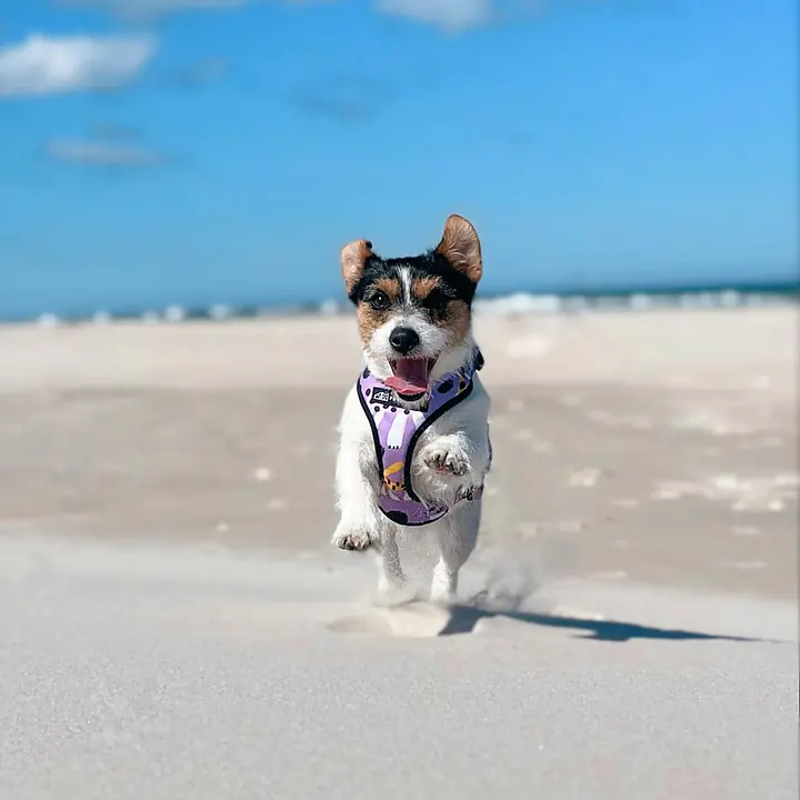 Szelki bezuciskowe dla psa lub kota "Pieski floreski" - Master