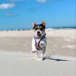 Szelki bezuciskowe dla psa lub kota "Pieski floreski" - Master