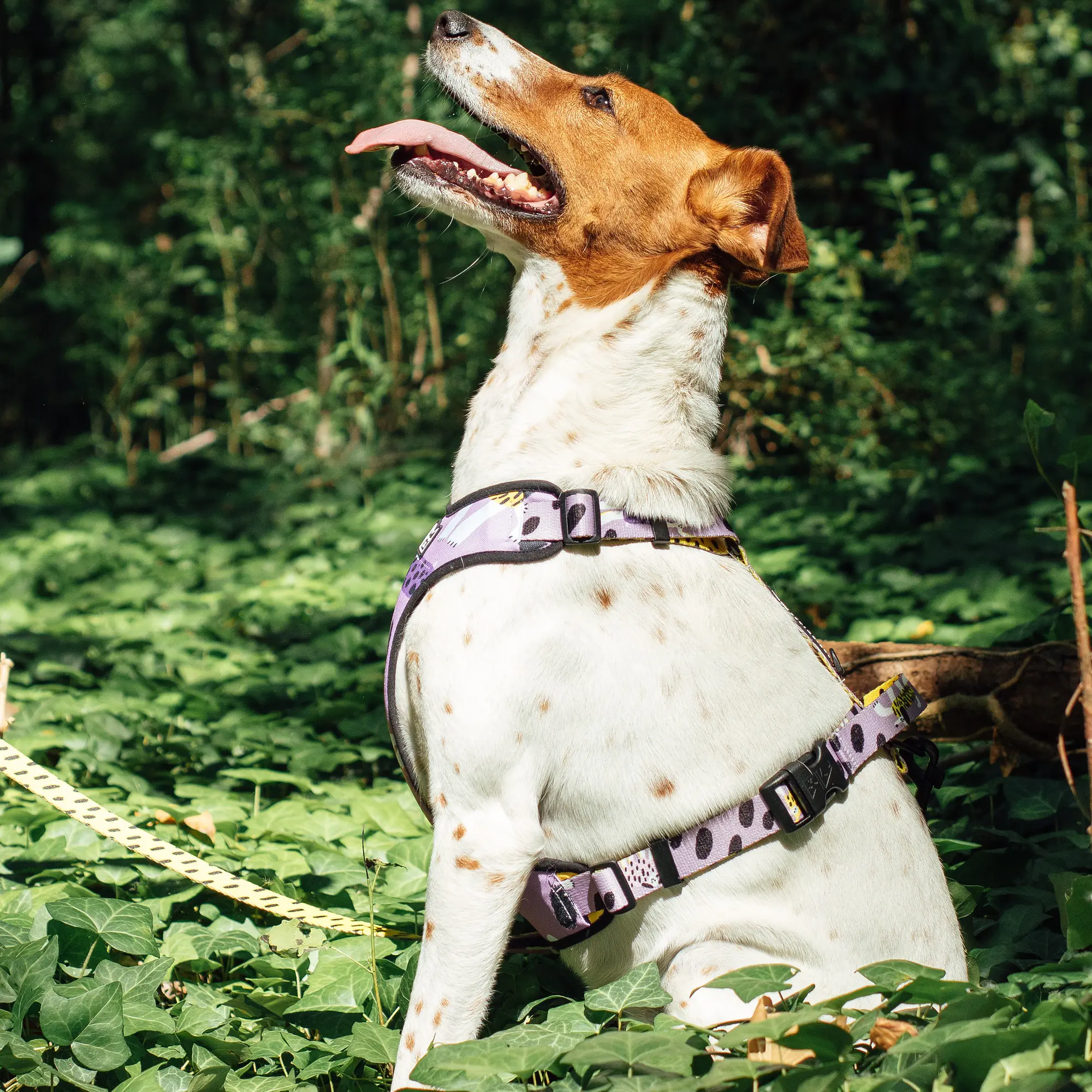 Szelki bezuciskowe dla psa lub kota "Pieski floreski" - Master