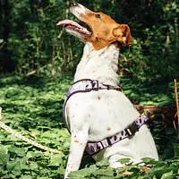 Szelki bezuciskowe dla psa lub kota "Pieski floreski" - Master