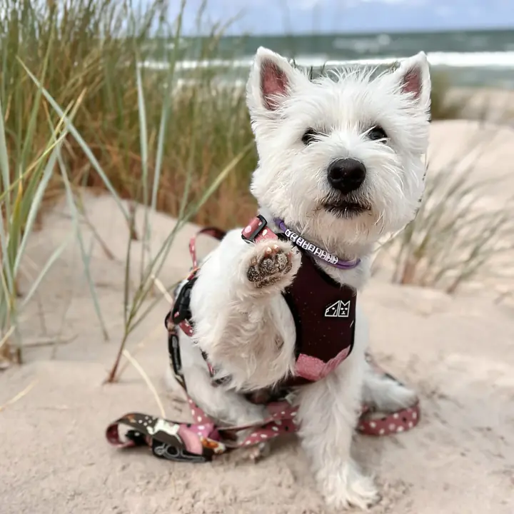 WYPRZEDAZ Szelki bezuciskowe dla psa lub kota "Dobry, taki nie za słodki" - Master