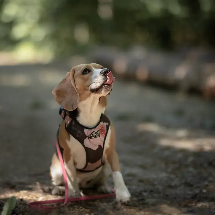 WYPRZEDAZ Szelki bezuciskowe dla psa lub kota "Dobry, taki nie za słodki" - Master