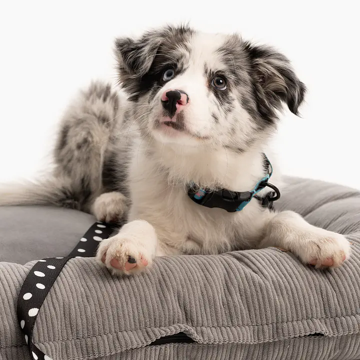 Pontoon sofa for dogs and cats - pattern: Made in grey, Size: M