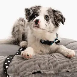 Pontoon sofa for dogs and cats - pattern: Made in grey, Size: XL