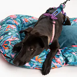 Legowisko ponton - Master