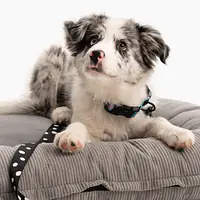 Legowisko ponton dla psa lub kota  - Master