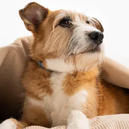 Round pillow with a hood for your dog or cat  - pattern: Dog on the beach, Size: M