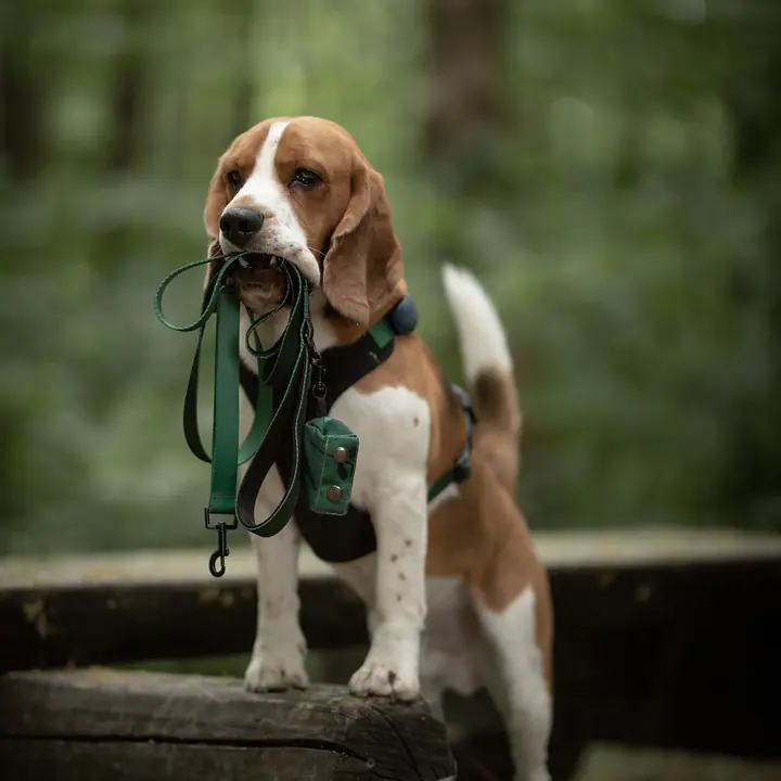 Szelki bezuciskowe dla psa lub kota "Under my ombrella" ZIELEŃ - Master
