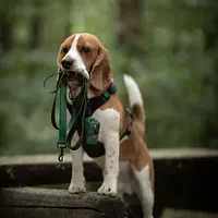 Szelki bezuciskowe dla psa lub kota "Under my ombrella" ZIELEŃ - Master