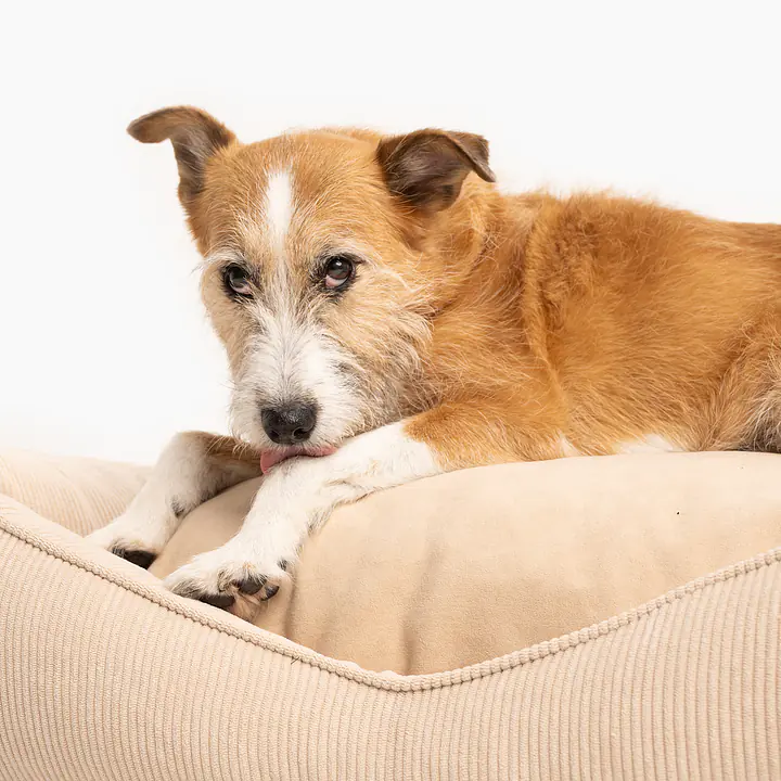 Sofa for dogs or cats - pattern: Dog on the beach, Size: M