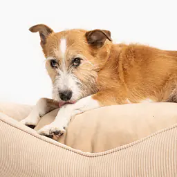 Sofa for dogs or cats - pattern: Dog on the beach, Size: M