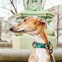 Dog or cat collar "Dogollage" - Master