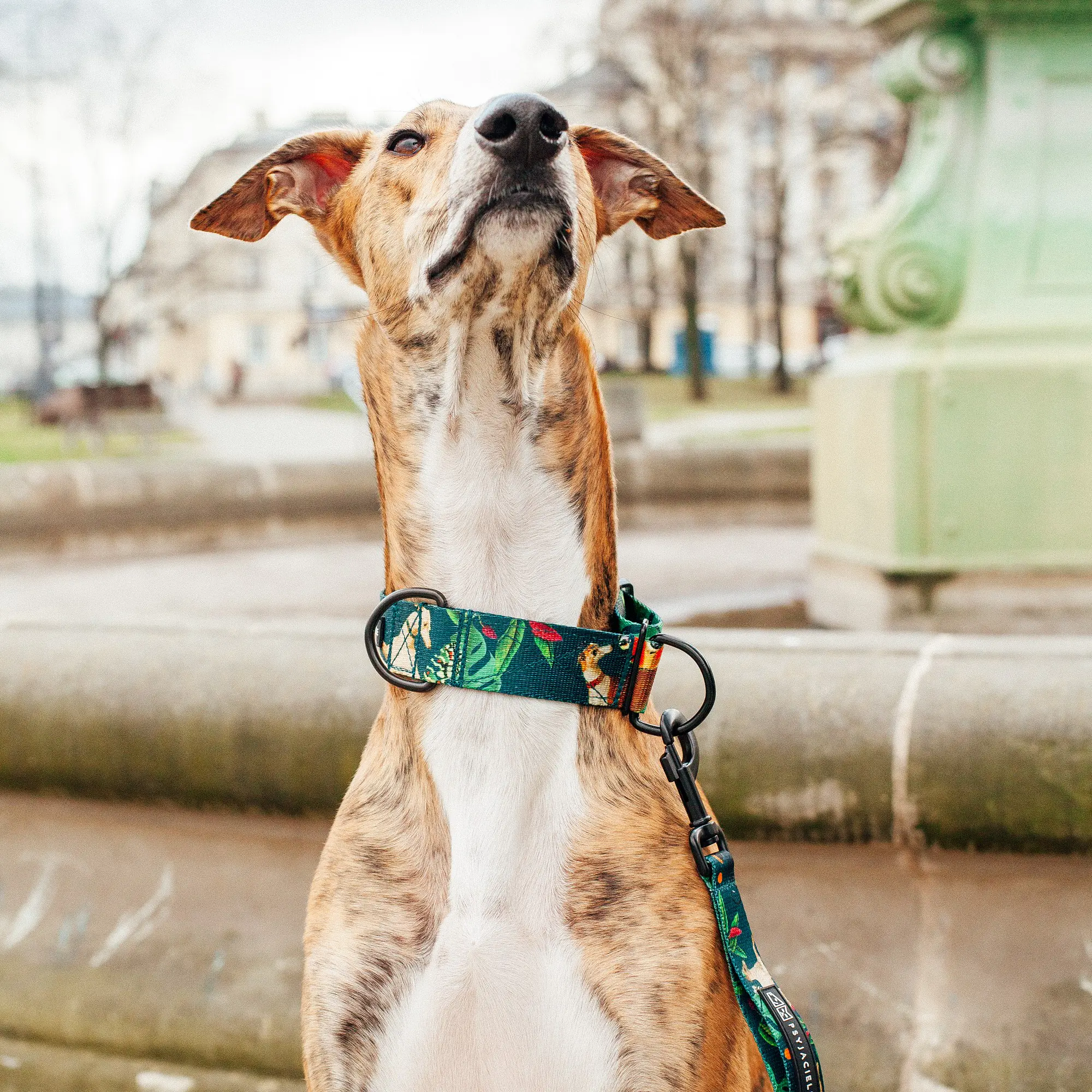 Dog or cat collar "Dogollage" - Master