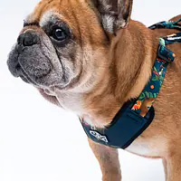 "Dogollage" full pressure-free harness - Master