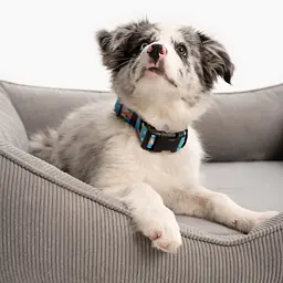 COPY OF Sofa for dogs or cats - Master