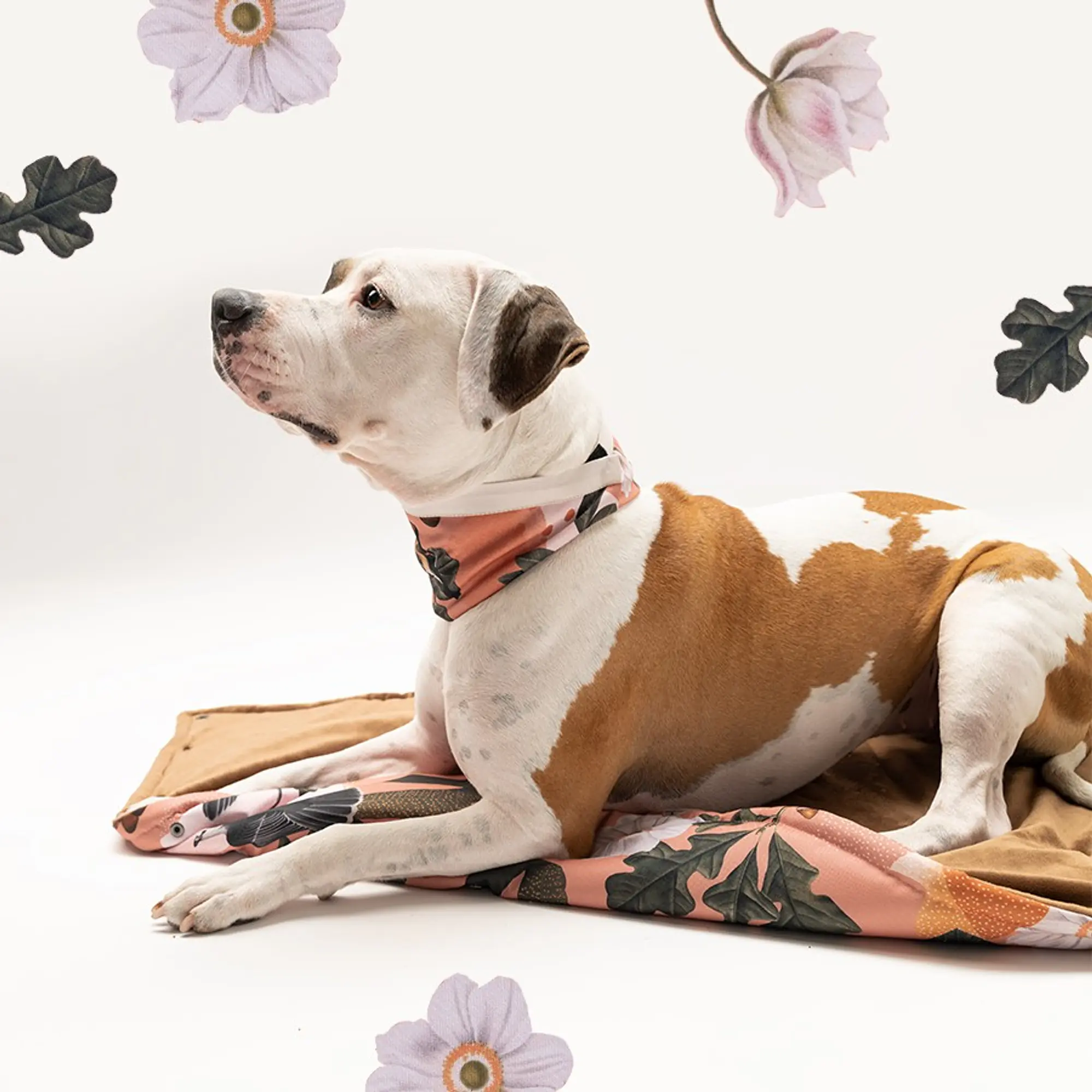 Mat "Play with my nuts" - Master