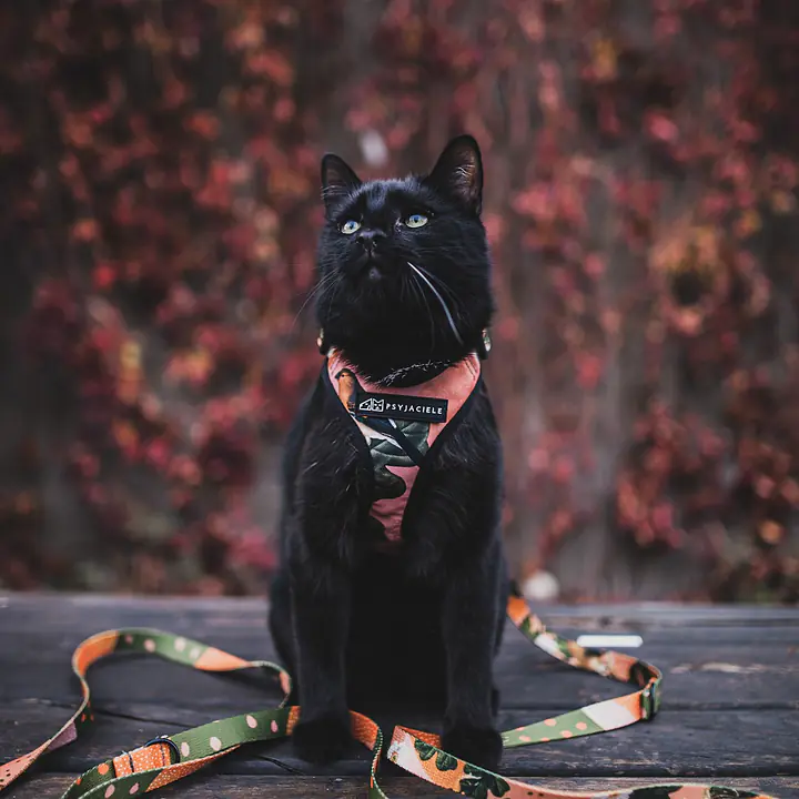 Dog or cat  pressure free harness "Play with my nuts" - Master