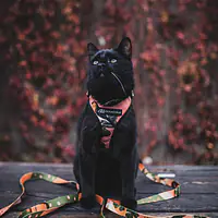 Dog or cat  pressure free harness "Play with my nuts" - Master