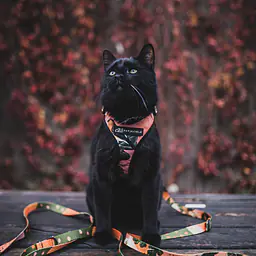 Dog or cat  pressure free harness "Play with my nuts" - Master